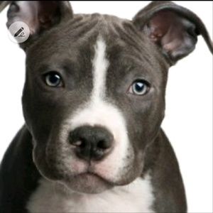 Meet your Posher, Rito